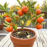 Sweet Tangerine Tree, Mandarin Citrus Fruit Tree, 2-3 Ft Tall, 1 Gal Pot