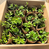 2 Laurus Nobilis Trees Live Plants, Sweet Bay Leaf Herb, 4-6 Inch Tall