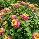 2 Deep Pink Live Lantana Plants, Well-Rooted Starter Plant, 4-7 Inch Tall