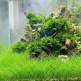 100 Aquarium Seeds, Aquarium Live Plants, Patio Container Plant