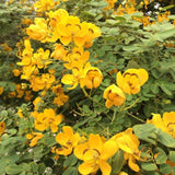 Set 4 Winter Cassia Live Plant 4-7 Inches Tall