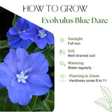 3 Blue Live Evolvulus Plants, Starter Plant, 4-6 Inch Tall