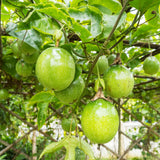 Live Sweet Passion Fruit Plant, 4-6 Inch Tall