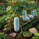 Long Wax Gourd Winter Melon Live Plant, Trellis Vegetable Vine, 4 Inch Pot