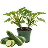 2 Green Zucchini Live Plants, Vegetable Seedling, 4-8 Inch Tall
