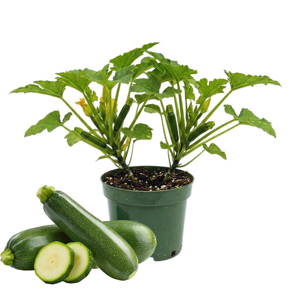 2 Green Zucchini Live Plants, Vegetable Seedling, 4-8 Inch Tall