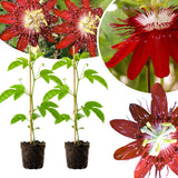 2 Red Passion Flower Live Plants, Patio Container Plant, 4-7 Inch Tall