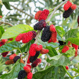 2 Illinois Everbearing Mulberry Tree Live Plant, Edible Fruit, 6-8" Tall