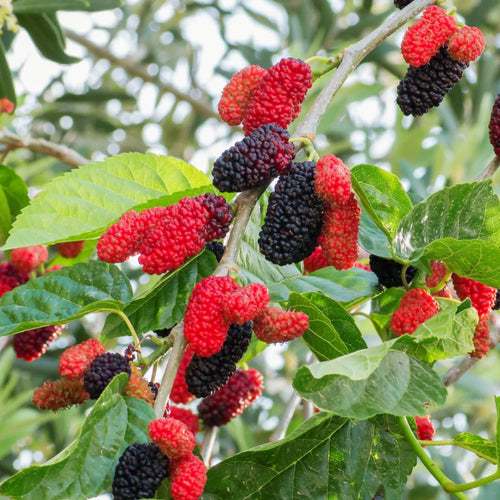 2 Illinois Everbearing Mulberry Tree Live Plant, Edible Fruit, 6-8" Tall