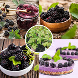 2 Sweet Blackberries Plant Live, Sweet Fruit, 4-7 Inch Tall