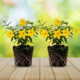4 Dwarf Allamanda Live Plants, Ornamental Flower Vine, 4-7 Inch Tall
