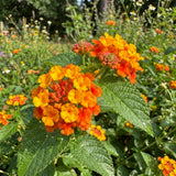 2 Bright Orange Lantana Plants Live, Home Garden Plant, 4-7 Inch Tall