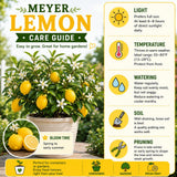 Yellow Meyer Lemon Live Tree, Citrus Fruit Tree, 2 Ft Tall, 1 Gallon Pot