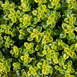 Combo 3 Lemon Thyme Live Plant 4 Inch Pot
