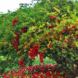 2 Barbados Cherry Fruit Trees Live Plants, Sweet Fruit Tree, 4-6 Inch Tall