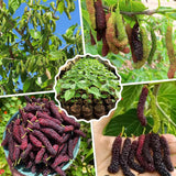 Pakistan Mulberry Tree Live Plant, Live Starter Plant, 4-6 Inch Tall