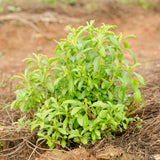 4 Stevia Live Plants, Home Garden Plant, 4-6 Inch Tall