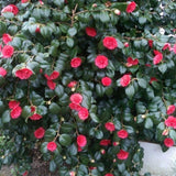 Red Camellia Japonica Plant Live, Blooming Garden Shrub, 8-14 Inch Tall