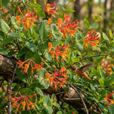 Orange Honeysuckle Plant Live, Flower Vine, 6-12 Inch Tall, 4" Pot
