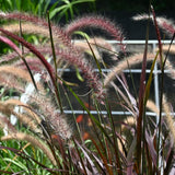 3 Red Fountain Grass Live Plants, Patio Container Plant, 4-6 Inch Tall