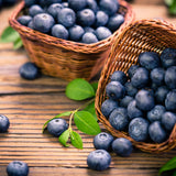 2 Elliott Blueberry Plants Live, Home Garden Plant, 4-7 Inch Tall