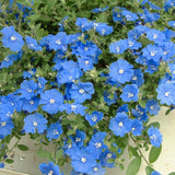 3 Evolvulus Blue Daze Plants Live, Flower Plant, 4-6 Inch Tall