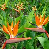 2 Orange Bird Live Plants, Outdoor Garden Plant, 4-6 Inch Tall