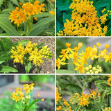 2 Yellow Milkweed Live Plants, Well-Rooted Starter Plant, 4-6 Inch Tall