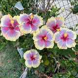 Purple Yellow Hibiscus Plant 5-7" Tall