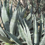 Blue Agave Live Plant, Balcony Succulent Plant, 4 Inch Pot
