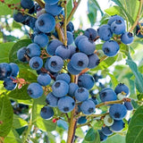 2 Jewel Blueberry Plants Live, Sweet Berry Shrub, 4-6 Inch Tall