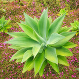 Attenuata Agave Succulent Plant Live, Rooted Starter Plant, 8 Inch Tall