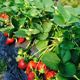 20 Red Strawberry Live Plants, Home Garden Plant, 3-5 Inch Tall