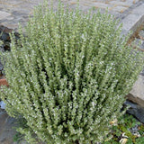 Combo 3 English Thyme Live Plant 4-7" Tall