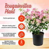 2 Cream Pink Bougainvillea Live Plants, 4-6 Inch Tall