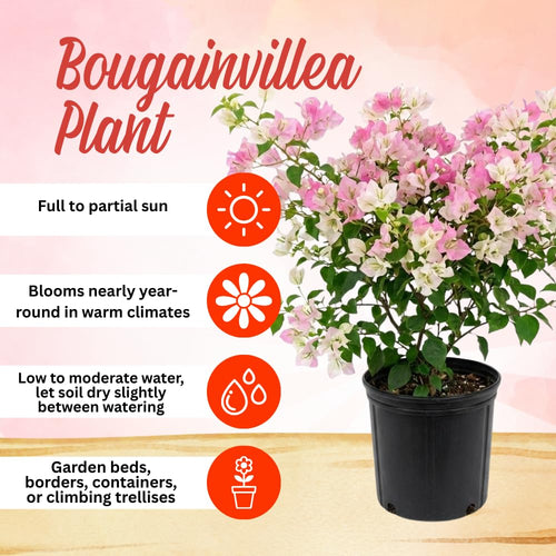 2 Cream Pink Bougainvillea Live Plants, 4-6 Inch Tall