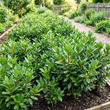 2 Sweet Live Bay Leaf Plants, Live Starter Plant, 4-6 Inch Tall