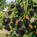 2 Sweet Live Black Berry Plants, Berry Fruit Bush, 4-6 Inch Tall