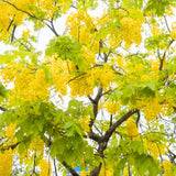 3 Yellow Cassia Live Plants, Patio Garden Tree, 4-7 Inch Tall