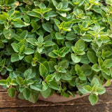 Set 6 Greek Oregano Live Plant 3-5" Tall