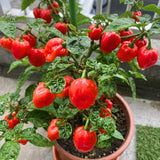 Super Hot Habanero Pepper Chili Live Plant, Pepper Plant, 4-7 Inch Tall