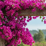 Set 2 Light Pink Bougainvillea Live Plant 5-7 Inch Tall