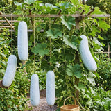 Long Wax Gourd Winter Melon Plant Live, Well-Rooted Vine Plant, 4 Inch Pot
