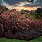 3 Red Fountain Grass Live Plants, Patio Container Plant, 4-6 Inch Tall