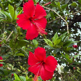 Set of 3 Hardy Hibiscus Live Plants, Bright Red Hibiscus Plant, 4–6" Tall