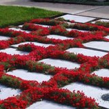 2000 Red Creeping Thyme Garden Seeds, Starter Plant