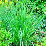 2 Lemon Grass Live Plants, Fragrant Herb Plant, 6-10 Inch Tall