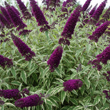 2 Variegated Buddleia Live Plants, 5-9" Butterfly Bush for Outdoor Gardens