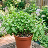 3 Peppermint Plants Live, Perennial Herb Plants, 4-7 Inch Tall