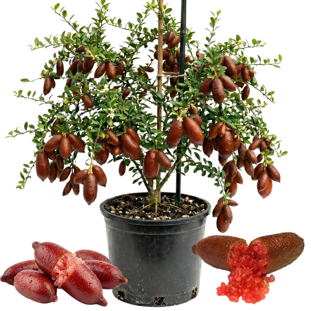 Red Finger Lime Live Tree, 1-2 Ft Tall, 3 Gallon Pot for Growing